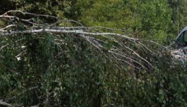 В Мозыре продолжают выполнять поручение президента по переработке поврежденного леса 